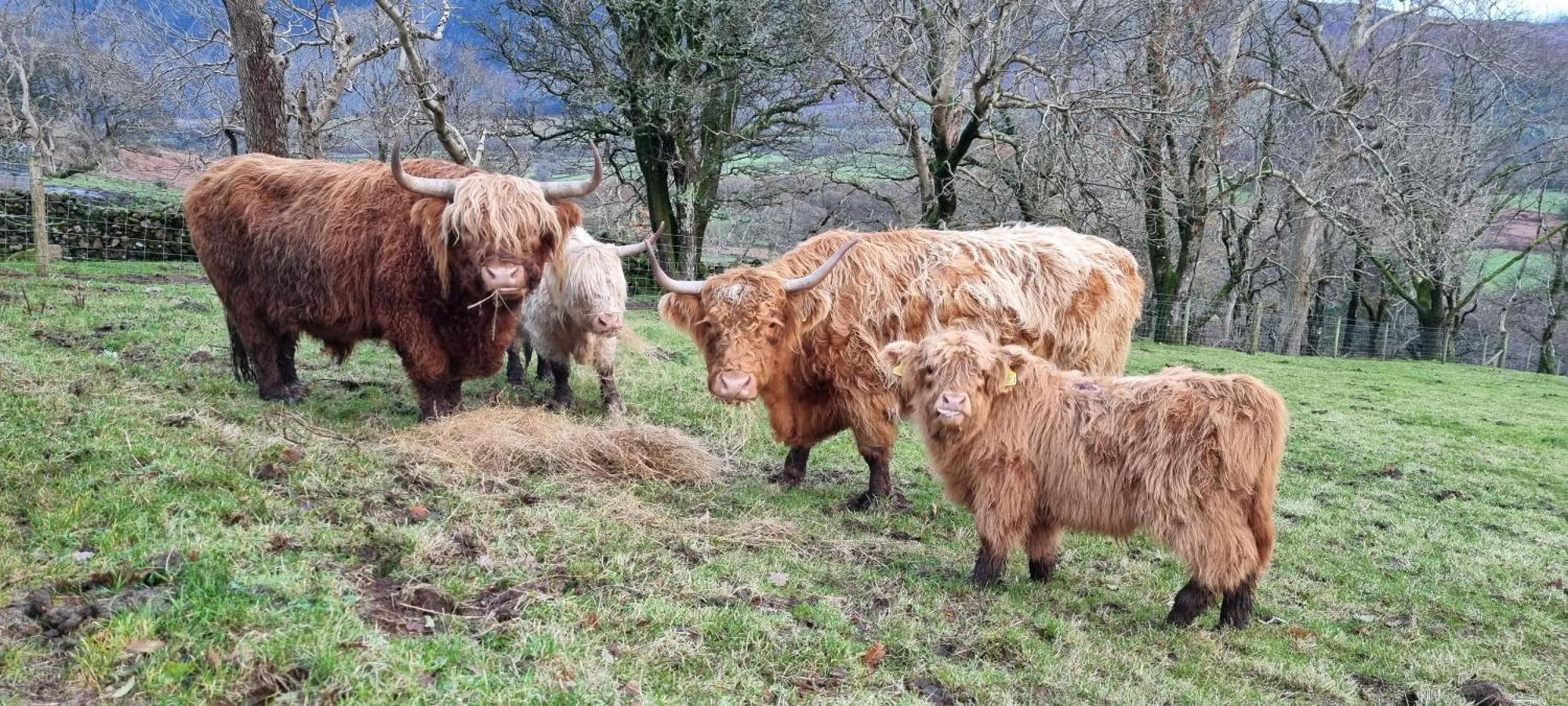 Scafell Cottage On The Big "W" Ranch Nether Wasdale Bagian luar foto